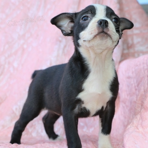 O�kovan� bostonsk� teri�r. 