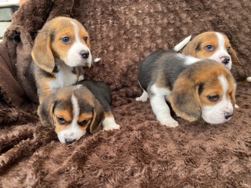 T��barevn� �t��ata Beagle 