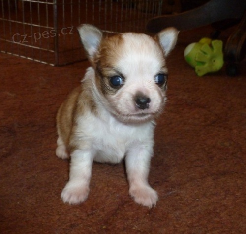 Kr�sn� ,,rodokmen �ivava  