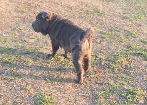 Shar pei �t��ata