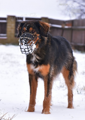 Darujeme opu�t�n�ho k��ence