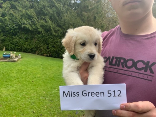 Zlat� retr�v�i