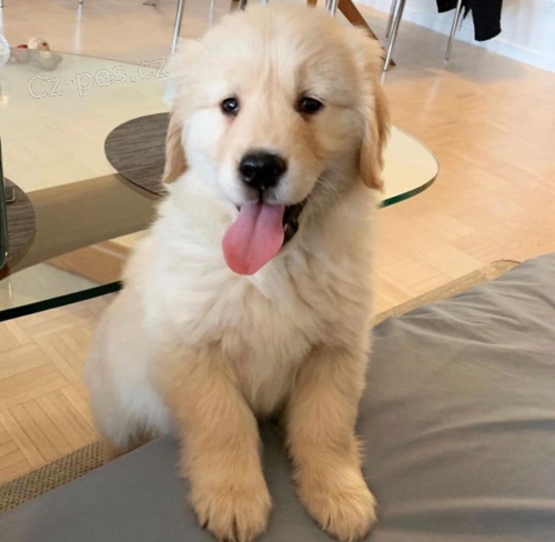 ZLAT� RETRIEVER �t��ata