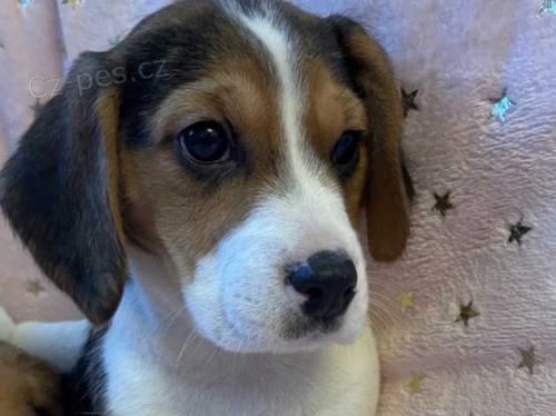 �t��ata beagle k dispozici