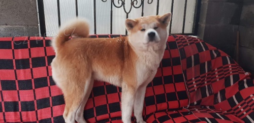 �t��ata akita inu  jsou v�m k dispozicii.