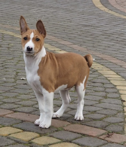 2 Basenji loveck� �t��ata muzy a zeni