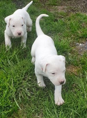  �t���tka argentinska doga bily