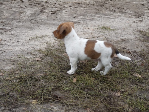 Jack Russell Terrier mu�i a �eny
