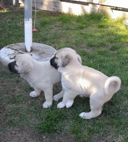 �t��ata kangal hledaj�c� nov� domovy