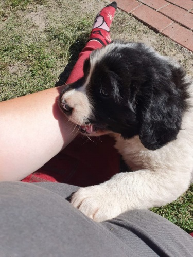 2 �t��ata Landseer velmi zdrav�