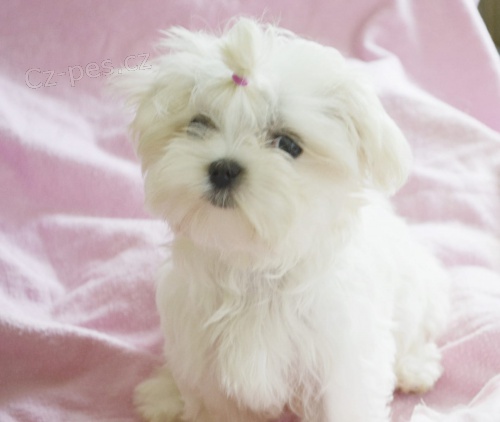 2 maltezsky  hledat �t��ata nov�ch domov� k adopci.