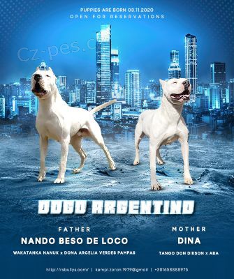 Dogo Argentino �t��ata