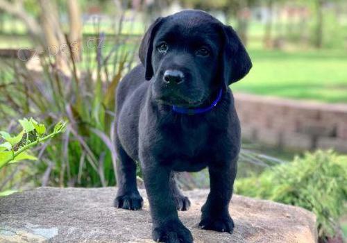 roztomil� labradorsk� retr�vr