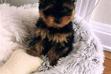 Jork��rsk� teri�r