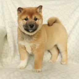 Rozko�n� �t��ata shiba inu.