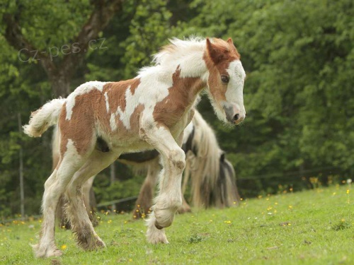 kr�sn� k�� na prodej