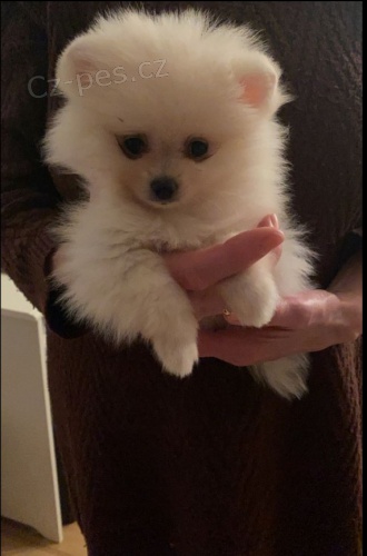 Wei�er pommeranian Welpe