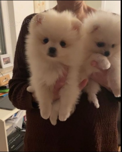Pomeranian �t��ata
