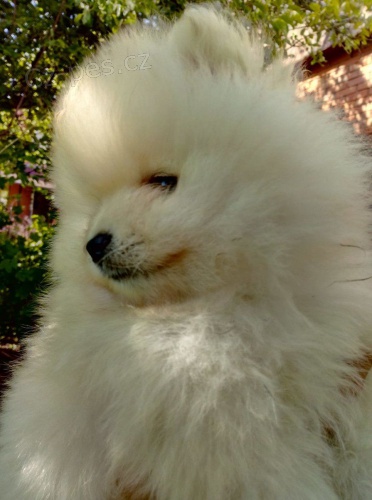 Pomeranian �t��ata