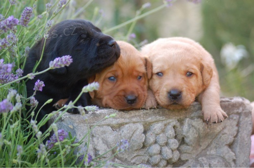 �t��ata labradorsk�ho retr�vra Kc