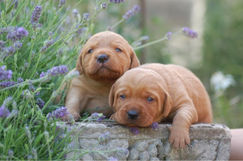 �t��ata labradorsk�ho retr�vra Kc