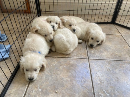 K� Zlat� retr�v�i