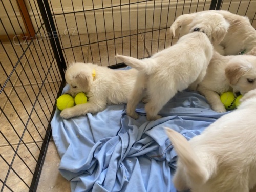 K� Zlat� retr�v�i