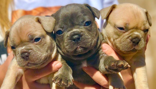 francouz�t� buldoci 