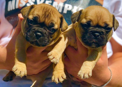 francouz�t� buldoci 