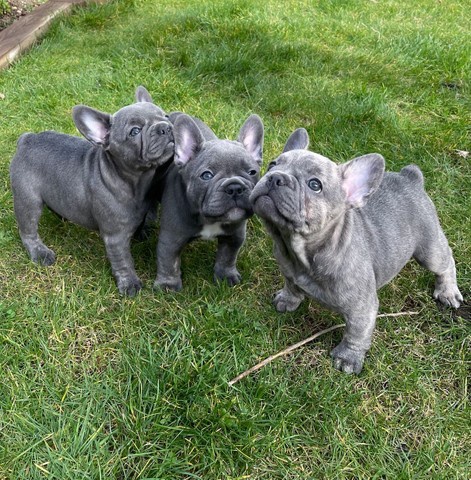 Francouzsk� buldo�ek �t��ata