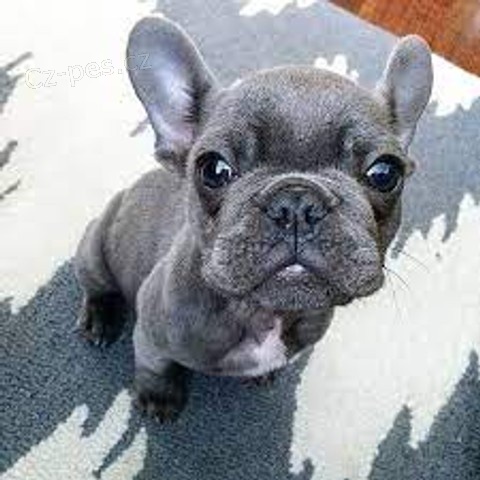 budou �t��ata francouzsk�ho 