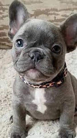 fena francouzsk�ho buldo�ka.