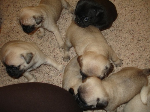 �t���tka Pug