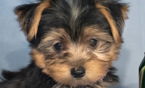 Jork��rsk� teri�r