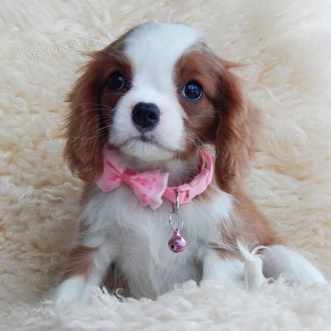 kaval�rsk� kr�l harkes