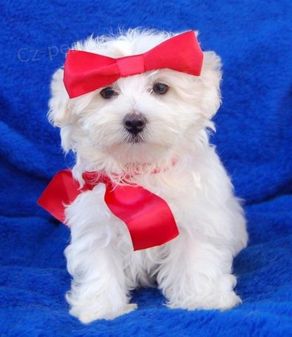 fantastick� malt�t� psi