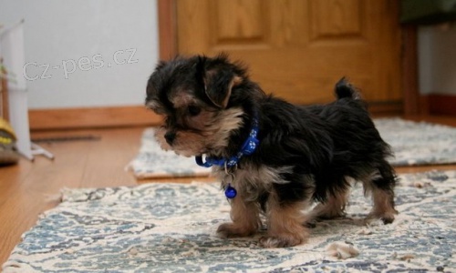 Jork��rsk� teri�r