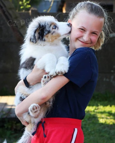 Australsk� ov��k �t��ata