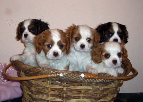 �t�n� Cavalier King 