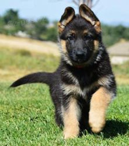 N�meck� ov��k