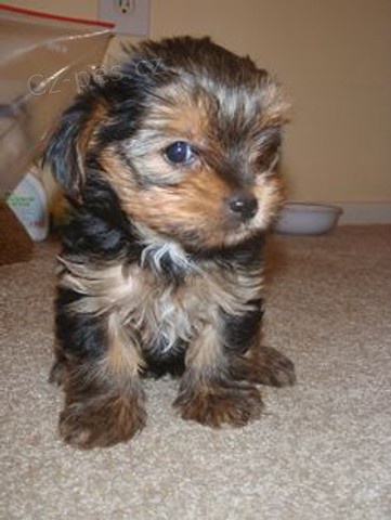 yorkshire �t��ata