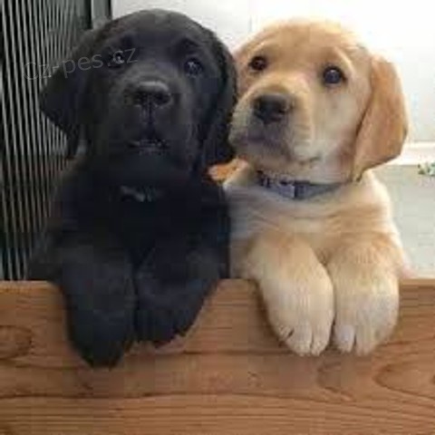 Labradorsk� �t��ata 