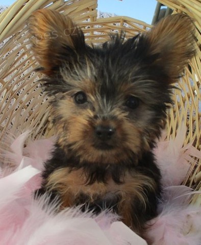 Jork��rsk� teri�r �t��ata