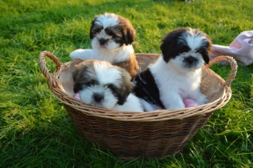 sympati�t� shih tzu 