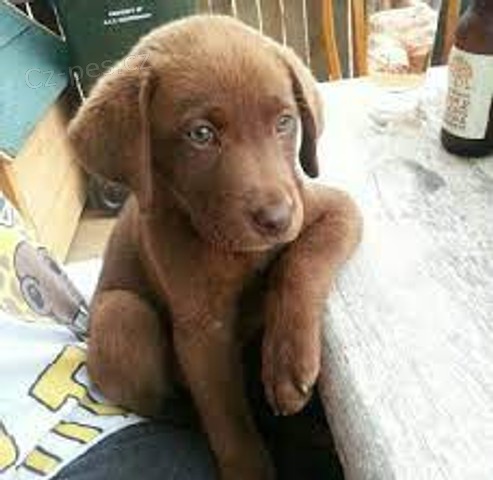 labradorsk�ho retr�vra