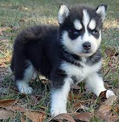 sibi�sk� husky