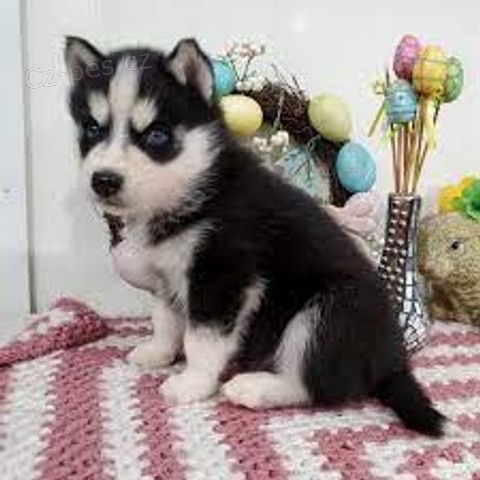 sibi�sk� husky