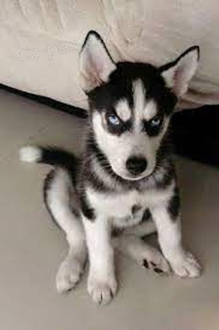 sibi�sk� husky