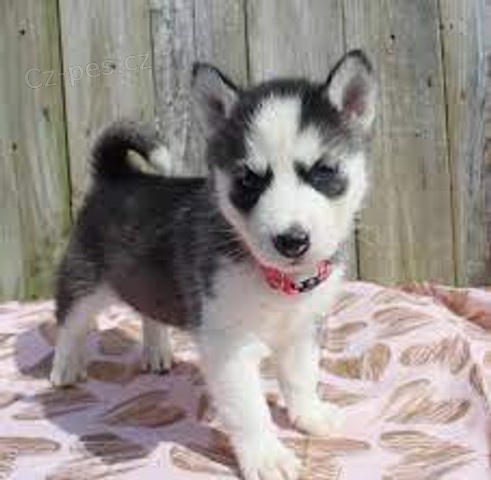 sibi�sk� husky