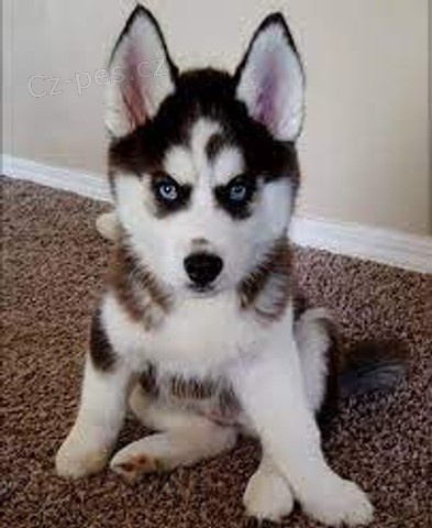 sibi�sk� husky